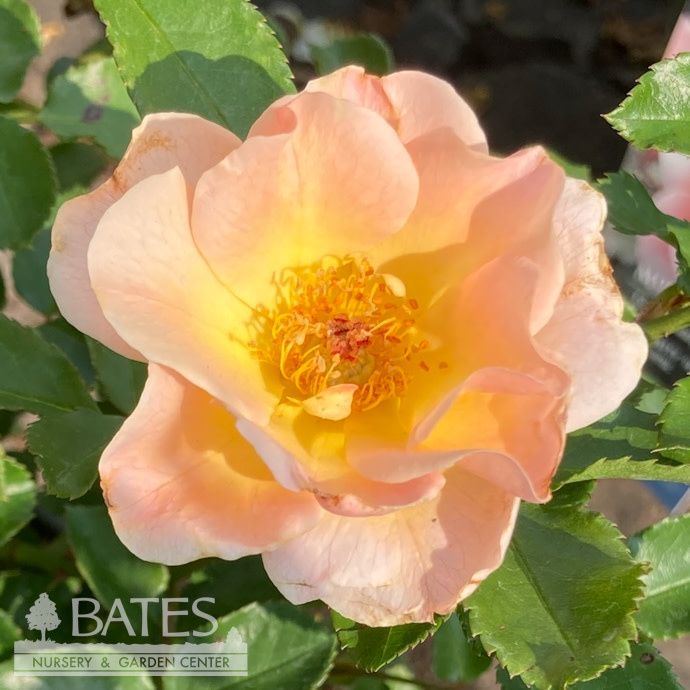 #2 Rosa Nitty Gritty &#39;Peach&#39;/ Groundcover Rose - No Warranty