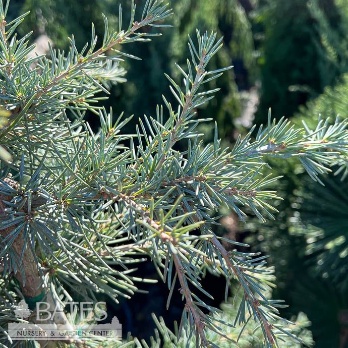 #5 STK Cedrus deo Karl Fuchs/ Deodar Cedar