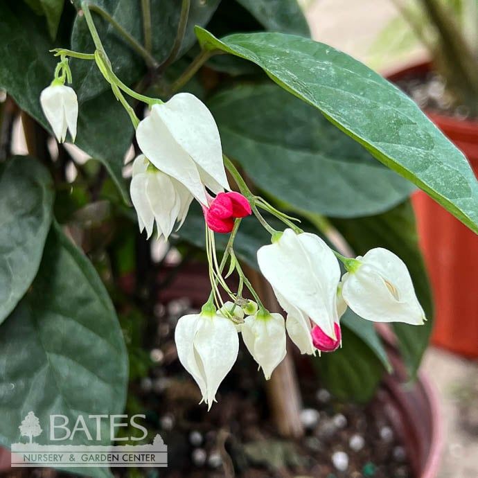 Tropical 10p! Bleeding Heart Trellis - No Warranty