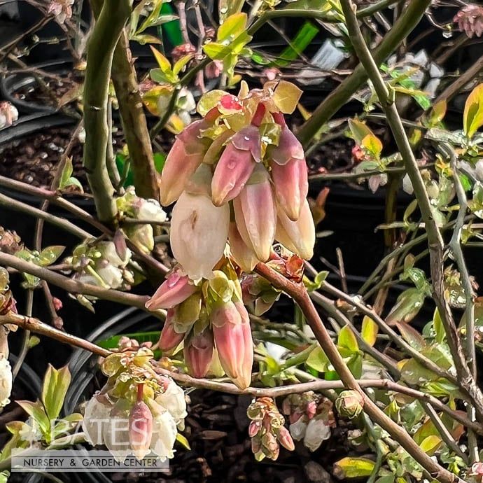 Edible #3 Vaccinium ashei Powder Blue/ Rabbiteye Blueberry Native (TN)