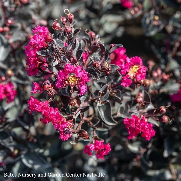 #3 Lagerstroemia Black Diamond &#39;Mystic Magenta&#39;/ Semi-dwarf Crape Myrtle