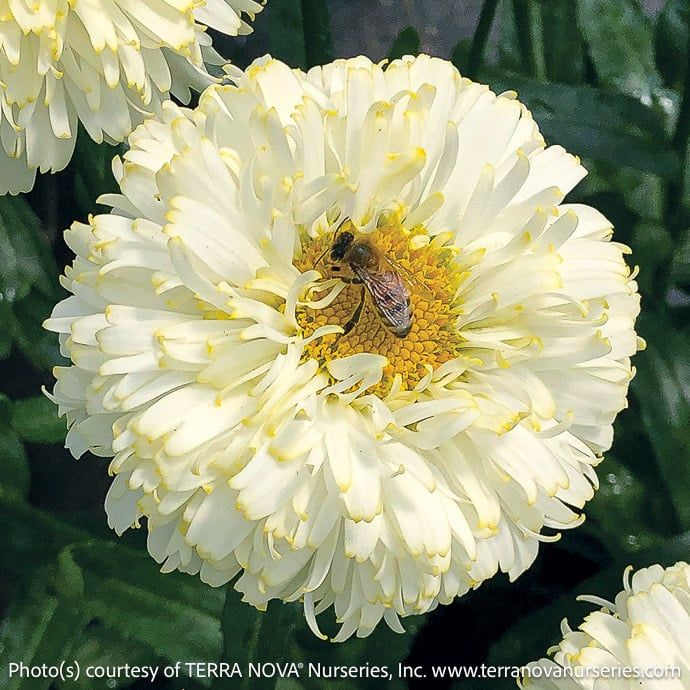 #1 Leucanthemum Luna/ Double Yellow Shasta Daisy