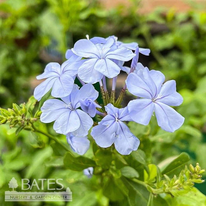 Tropical #1/6p! Plumbago Imperial Blue - No Warranty