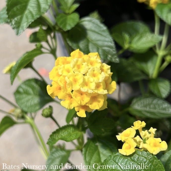 Tropical Topiary Patio Tree #1 Lantana Chapel Hill Yellow - No Warranty