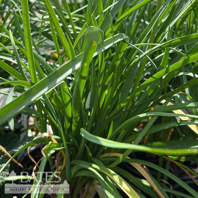 Tropical #1 Tulbaghia viol Society Garlic - No Warranty