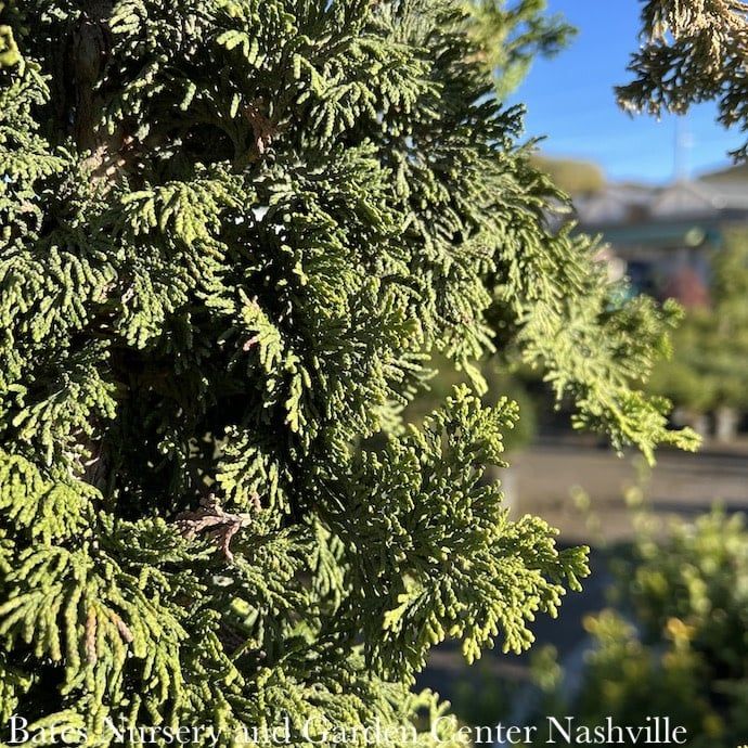 4-5ft Chamaecyparis obt Gracilis/ Slender Hinoki Falsecypress