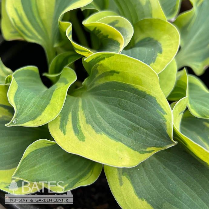 #1 Hosta School Mouse/ Dwarf Yellow Margins