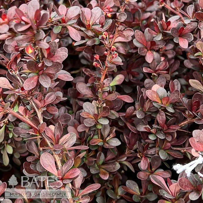 #1 Berberis thun Cherry Bomb/ Barberry