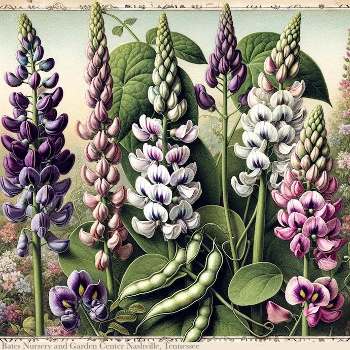 Seed Hyacinth Bean Climber