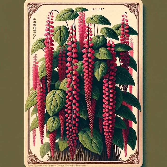 Seed Amaranthus Love Lies Bleeding
