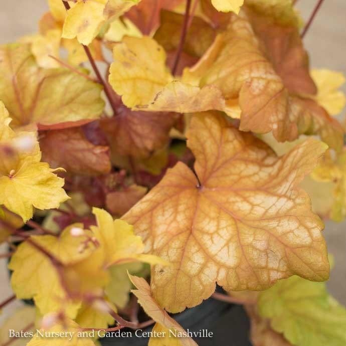 #1 Heuchera x Champagne/ Coral Bells