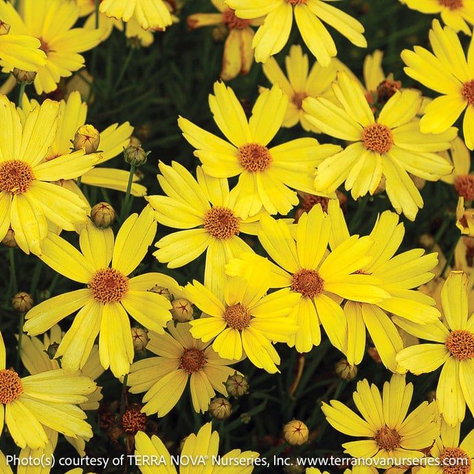 #1 Coreopsis x Citrine/ Yellow Tickseed