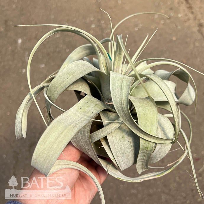 Tillandsia / Air Plant Xerographica Med 4-7&quot; each