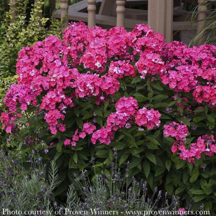 #1 Phlox pan Glamour Girl/ Coral Pink Upright Garden Native (TN)