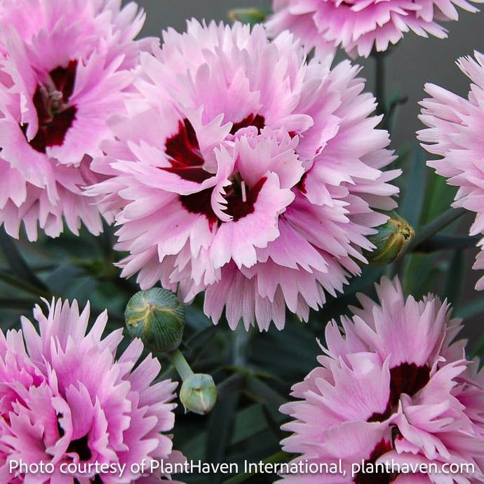 QP Dianthus Early Bird Fizzy/ Purple, Red