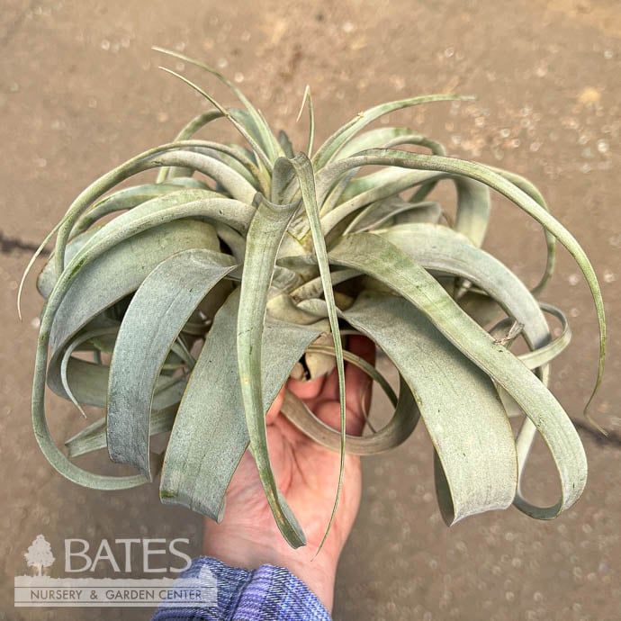 Tillandsia / Air  Plant Xerographica Large 7.5-9&quot; each