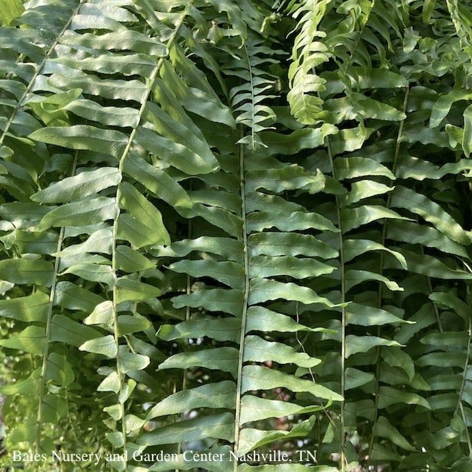 12hb! Boston Fern Hanging Basket 32.99