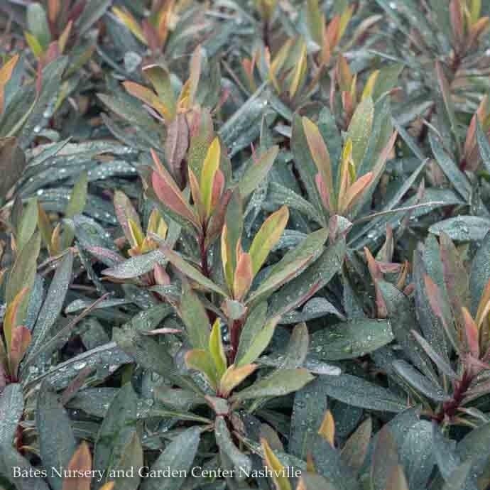 #1 Euphorbia Blackbird/ Compact Spurge