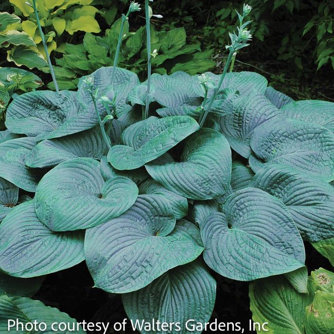 #1 Hosta Humpback Whale