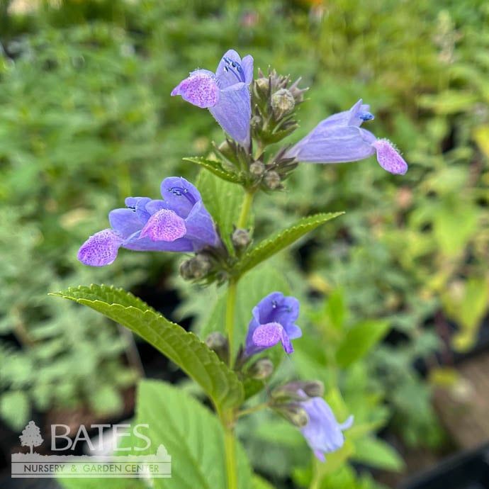 QP Nepeta sub Blue Dreams/ Japanese Catmint