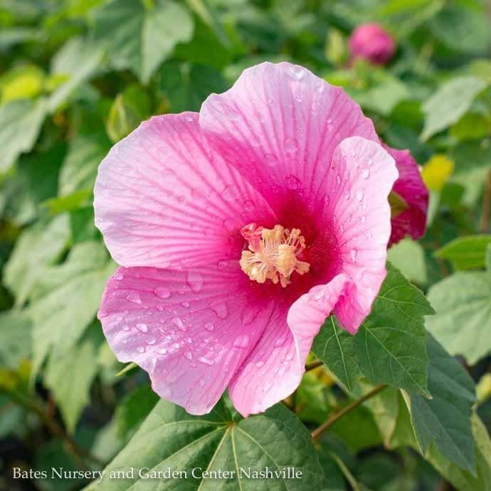 #3 Hibiscus x Big Hit &#39;Pink&#39;/ Hardy