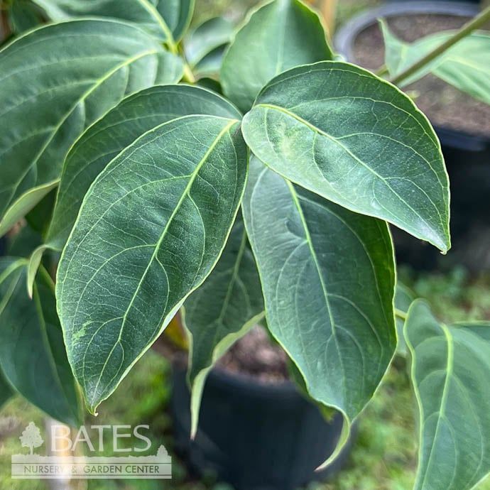 #7 Cornus florida x kousa Constellation/ White Flowering Dogwood