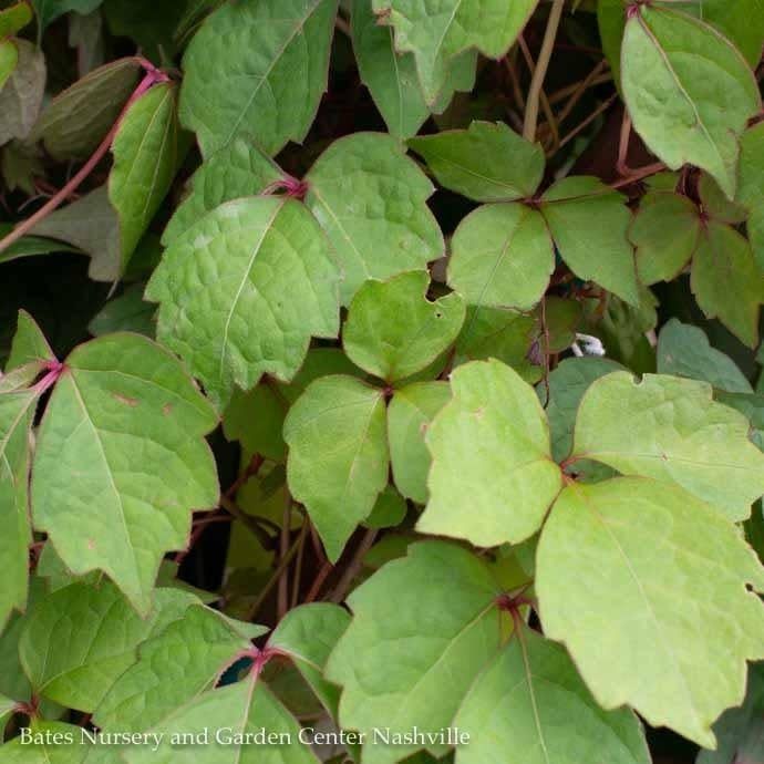 #2 Parthenocissus tri Veitchii/ Boston Ivy