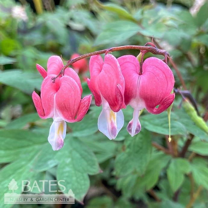 #1 Dicentra spect Valentine/ Bleeding Heart Ephemeral