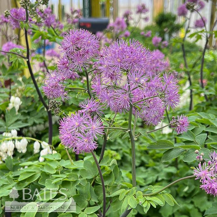 #1 Thalictrum aquilegiifolium Black Stockings/ Meadow Rue