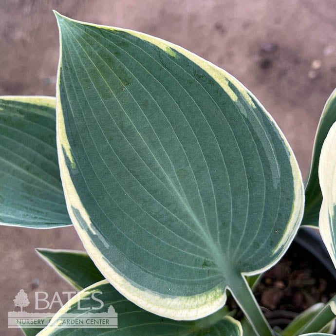 #1 Hosta El Nino/ Variegated Blue, White