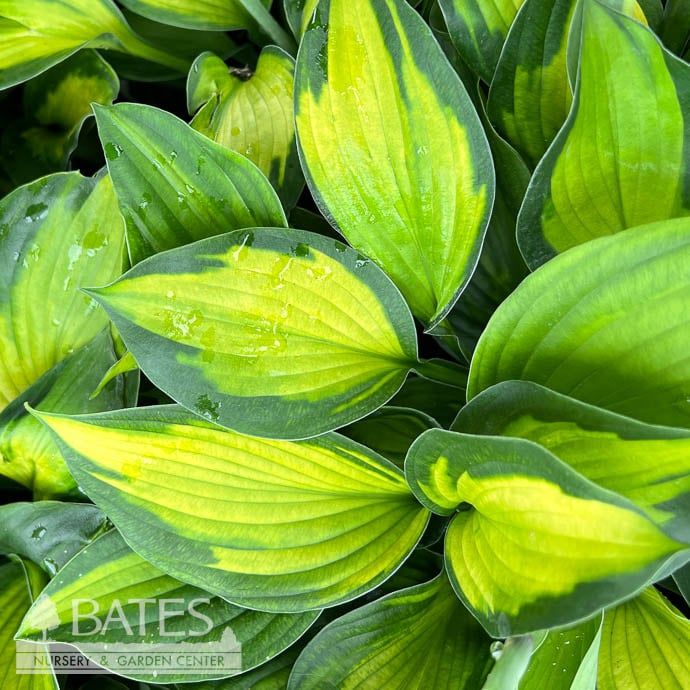 #1 Hosta x PW Captain Kirk/ Variegated