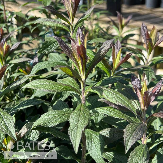 #1 Solidago rugosa Fireworks/ Goldenrod Native (TN)