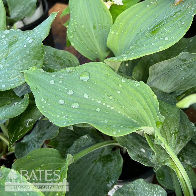 #1 Hosta x PW Shadowland Diamond Lake/ Blue