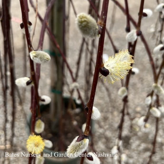 #5 Salix caprea Pendula / Weeping Pussy Willow