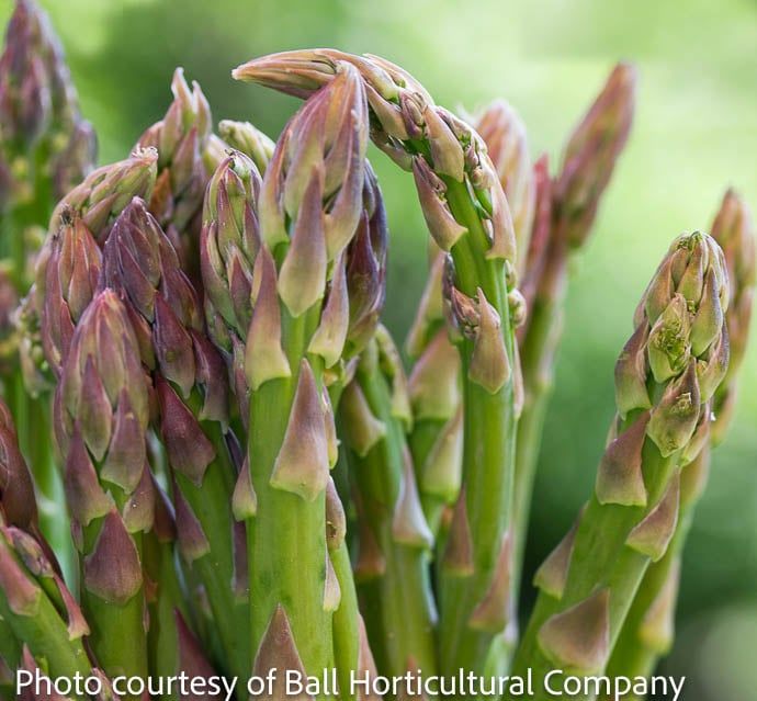 Bulb Asparagus Jersey Knight 1yr 10 Roots/pk