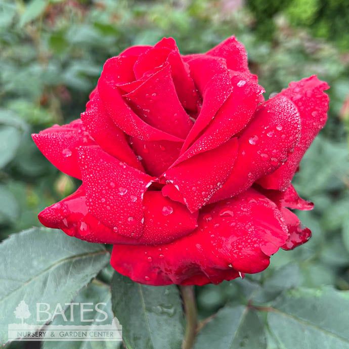 #3 Rosa Opening Night/ Red Hybrid Tea Rose - No Warranty