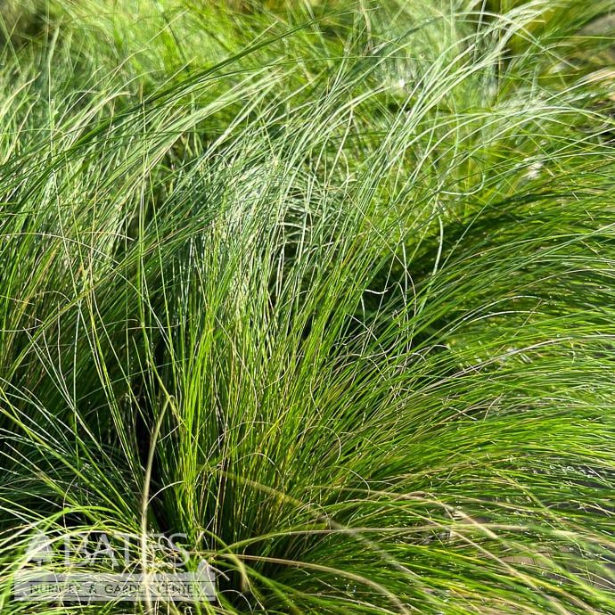 QP Nassella (Stipa) tenuissima/ Mexican Feather Grass - No Warranty