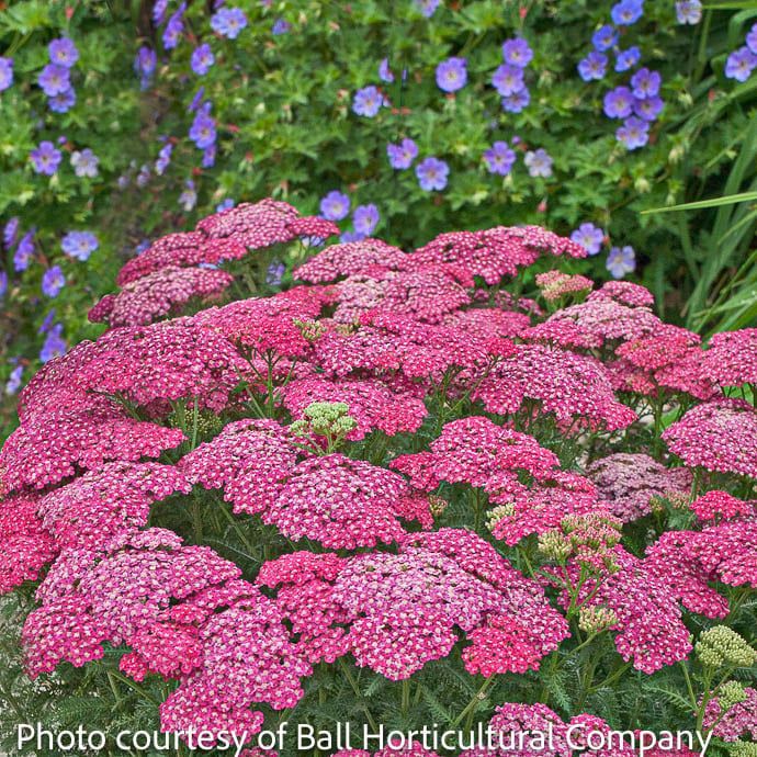 #1 Achillea mill Saucy Seduction/ Yarrow Native (TN)