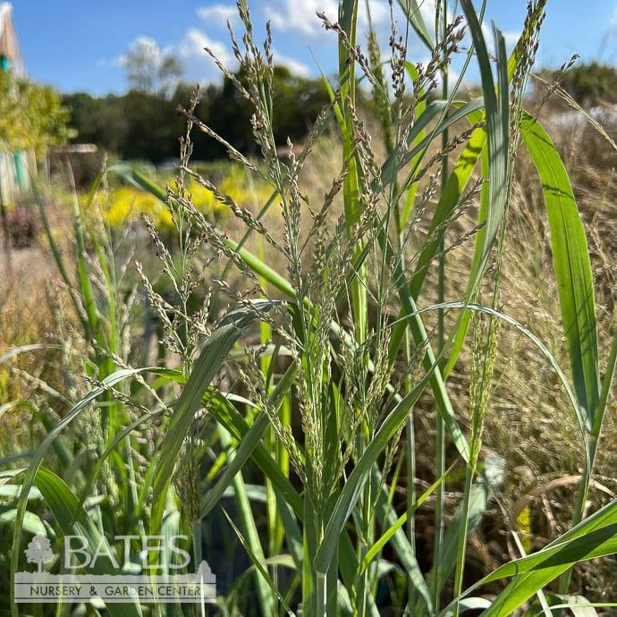#1 Grass Panicum virg Dallas Blues/ Switch Native (TN)