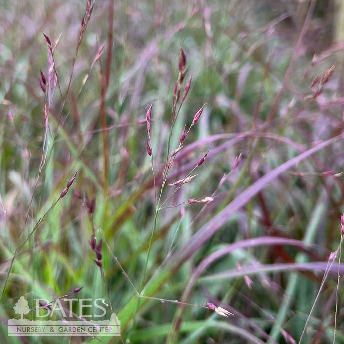#3 Grass Panicum virg Shenandoah/ Switch Native (TN)