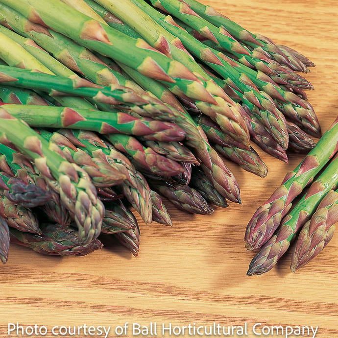 Seed Asparagus Mary Washington