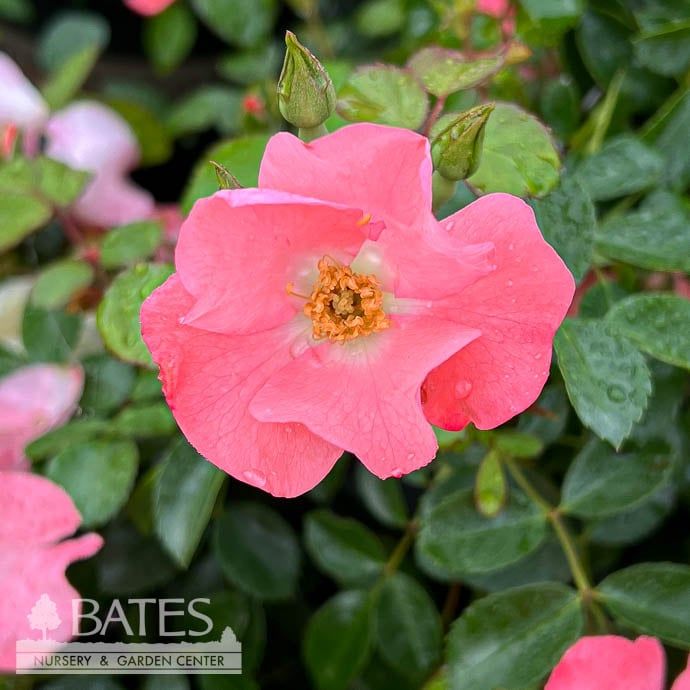 #2 Rosa Flower Carpet &#39;Coral&#39;/ Groundcover Rose - No Warranty