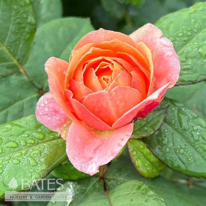 #3 Rosa State of Grace/ Pink, Gold Grandiflora Rose - No Warranty