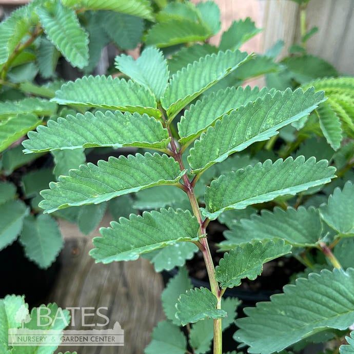 #1 Sanguisorba hakusanensis Lilac Squirrel/ Korean Mountain Burnet