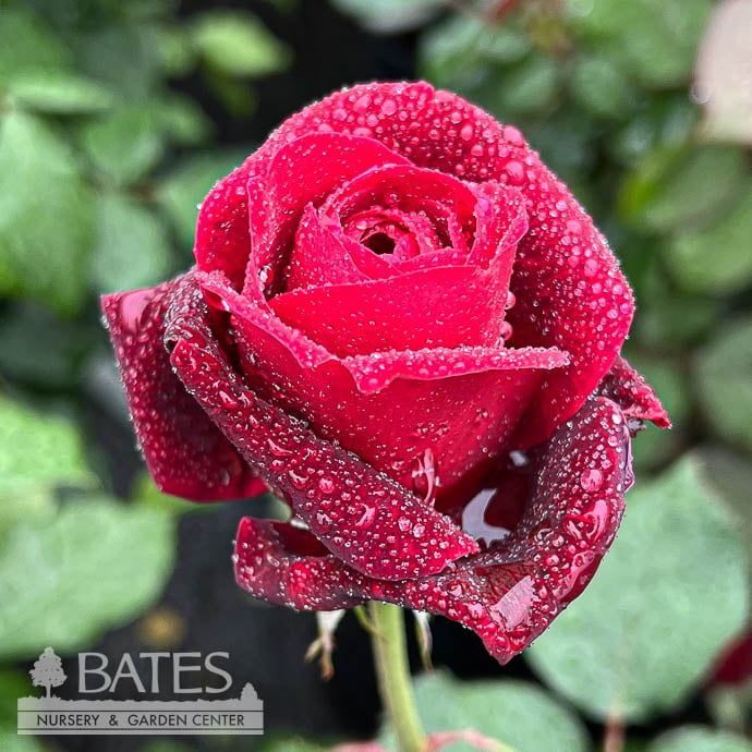 #3 Rosa Don Juan/ Red Climbing Rose - No Warranty