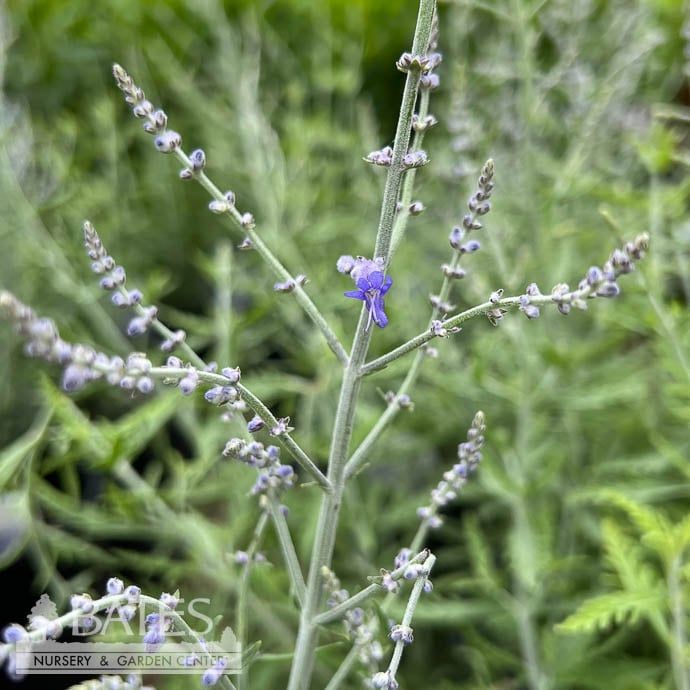 #1 Perovskia atrip Lacey Blue/ Compact Russian Sage