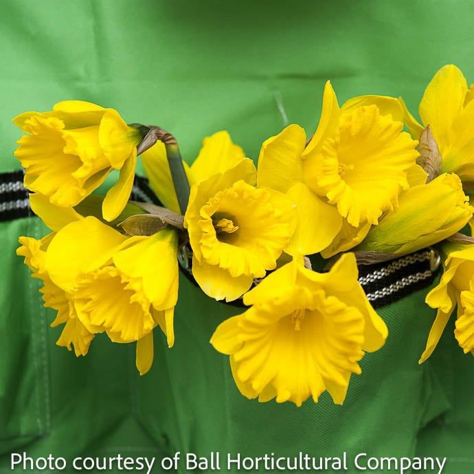 Bulb Daffodil/Narcissus Dutch Master /Yellow Trumpet 8/pk