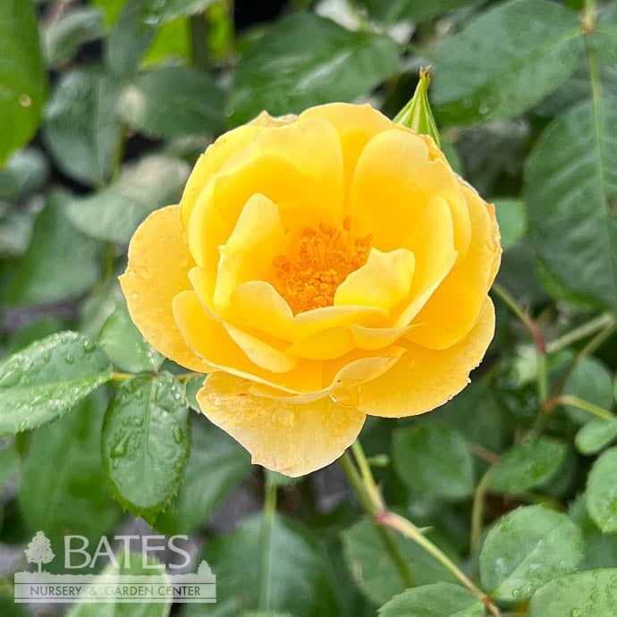 #3 Rosa Sky&#39;s the Limit/ Yellow Climbing Rose - No Warranty
