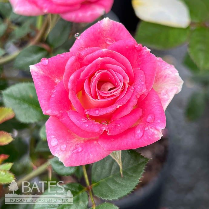 Topiary Patio Tree #3 18&quot; Rosa Whimsy/ Pink, White Miniature Rose -  No Warranty