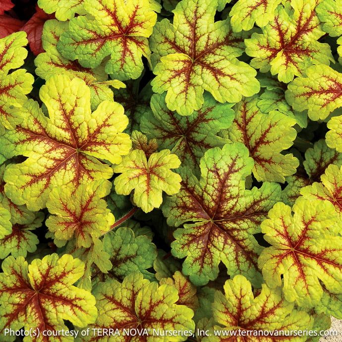 #1 Heucherella Alabama Sunrise/ Foamy Bells